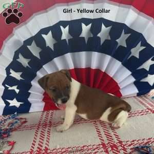 Yellow, Jack Russell Terrier Puppy